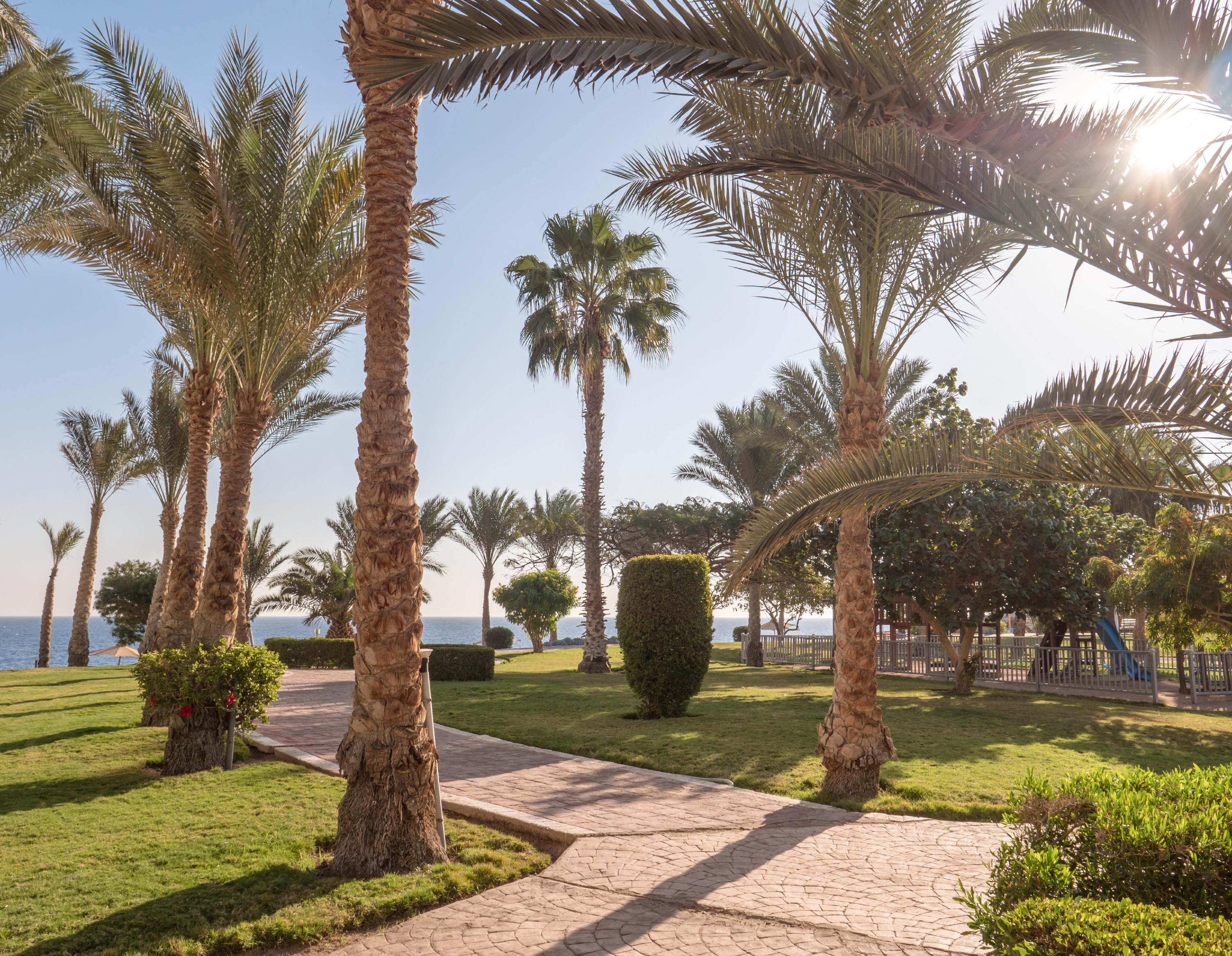 Serenity Alpha Beach - Ex Serenity Makadi Beach Exteriér fotografie Palm trees in the park